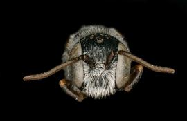   Xeroheriades micheneri  male face, photo: C. Ritner 
