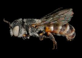   Xeroheriades micheneri  male ?lateral habitus, photo: C. Ritner 
