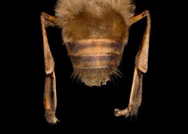   Apis dorsata  male abdomen, photo: T. Brady 
