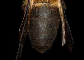   Apis laboriosa  female abdomen, photo: T. Brady 
