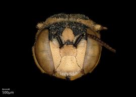   Pseudoanthidium deesense nbsp;male face, photo: Chelsey Ritner 
