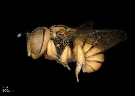   Pseudoanthidium deesense nbsp;male lateral habitus, photo: Chelsey Ritner 
