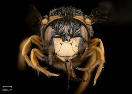   Pseudoanthidium scapulare nbsp;male face, photo: Adam Scott 
