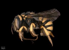   Pseudoanthidium scapulare nbsp;male lateral habitus, photo: Scott Adams 
