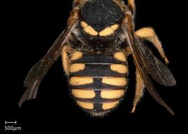   Pseudoanthidium scapulare nbsp;female abdomen 
