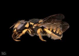   Pseudoanthidium scapulare nbsp;female lateral habitus 
