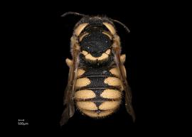   Pseudoanthidium canariense nbsp;male abdomen
