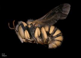   Pseudoanthidium cribratumnbsp; male lateral habitus, photo: Scott Adams 
