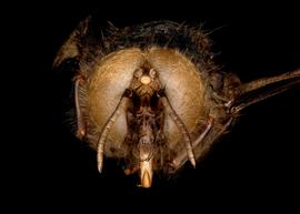   Apis dorsata  male face, photo: T. Brady 
