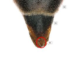   Allodioxys  aff  ammobius  female S6, photo: C. Ritner 
