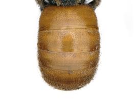   Euaspis  sp. female abdomen, photo: C. Ritner 
