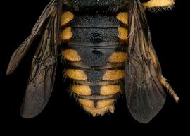   Pseudoanthidium truncatum  male abdomen, photo: T. Brady 
