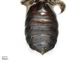   Ceratina aloes , female. photo: Chelsey Ritner 
