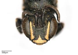   Ceratina catarcensis , male. photo: Chelsey Ritner 
