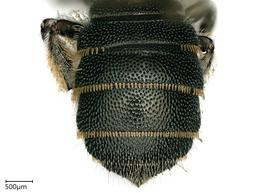   Ceratina tanganyicensis , female abdomen. photo: Chelsey Ritner 
