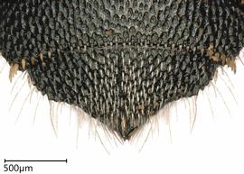   Ceratina tanganyicensis , female. photo: Chelsey Ritner 
