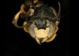   Pseudoanthidium augustifrons  male face, photo: C. Ritner 
