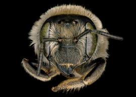   Trachusa perdita  female face, photo: C. Ritner 
