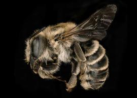   Trachusa perdita  female lateral habitus, photo: C. Ritner 
