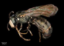   Ceratina  sp. male lateral habitus, photo: Joshua Hengel 
