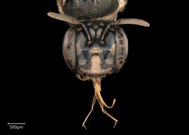   Ceratina  sp. female face, photo: Joshua Hengel 
