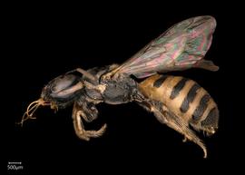   Ceratina  sp. female lateral habitus, photo: Joshua Henge 
