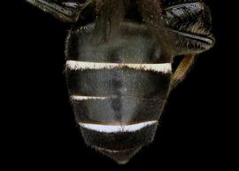   Apis andreniformus  female abdomen, photo: T. Brady 
