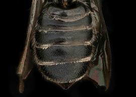   Microthurge corumbae  female abdomen, photo: T. Brady 
