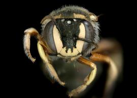   Benanthis madagascariensis  female face, photo: C. Ritner 
