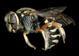   Benanthis madagascariensis  female lateral habitus, photo: C. Ritner 

