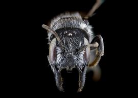   Protosmia ribifloris  female face, photo: C. Ritner 
