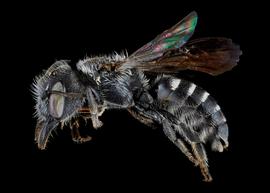   Protosmia ribifloris  female lateral habitus, photo: C. Ritner 
