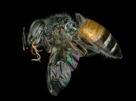   Apis florea , female lateral, photo: T. Brady 
