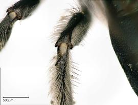   Ceratina pacifica , male. photo Chelsey Ritner 
