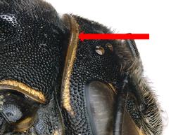   Pachyanthidium bouyssoui  female with lamellate preoccipital lobe, photo: C. Ritner 
