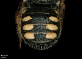   Pseudoanthidium beaumontinbsp; female abdomen, photo: Chelsey Ritner 
