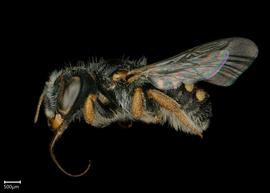   Pseudoanthidium beaumontinbsp; female lateral habitus, photo: Chelsey Ritner
