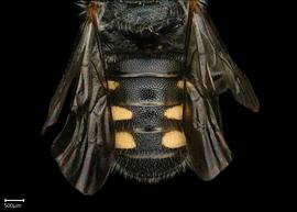   Pseudoanthidium beaumontinbsp; male abdomen, photo: Chelsey Ritner
