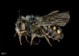   Pseudoanthidium beaumontinbsp; male lateral habitus, photo: Chelsey Ritner
