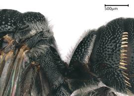   Ceratina tanganyicensis , female propodeum. photo: Colleen Meidt 
