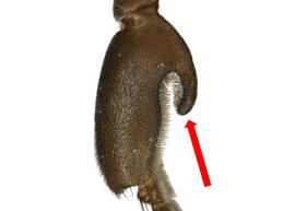   Apis andreniformus  male hind basitarsus, photo: T. Brady 
