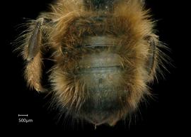   Osmia cornuta  female abdomen, photo: Chelsey Ritner 
