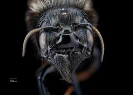   Osmia montana   female face, photo: C. Ritner 
