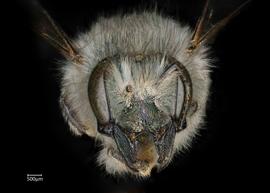   Osmia fedtschenkoi  female face, photo: Chelsey Ritner 

