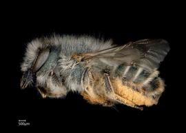   Osmia fedtschenkoi  female lateral habitus, photo: Chelsey Ritner 
