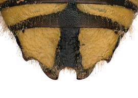   Anthidium formosum  female T6, photo: C. Ritner
