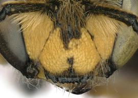   Anthidium clypeodentatum  female clypeus, photo: C. Ritner 
