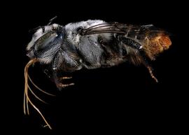   Austrothurgus cognatus  female lateral habitus, photo: C. Ritner 
