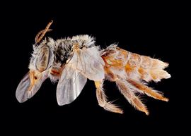   Xenofidelia colorada  female lateral habitus, photo: L. Graham 
