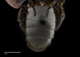  Xylocopa fenestratanbsp;female abdomen, photo: Brooke Bagot 
